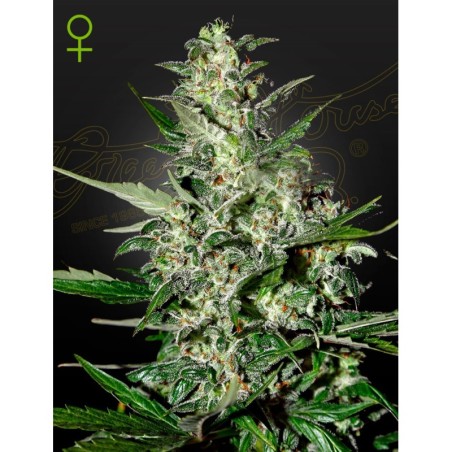 Super Critical Auto Green House Seeds