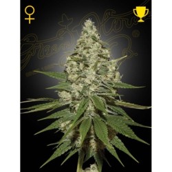 Super Lemon Haze Green House Seeds