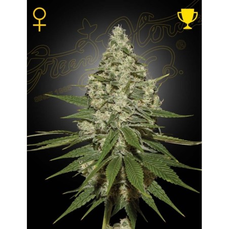 Super Lemon Haze Green House Seeds