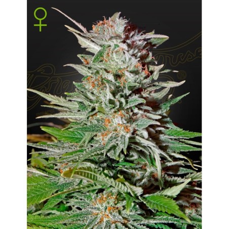 Super Lemon Haze Auto Green House Seeds