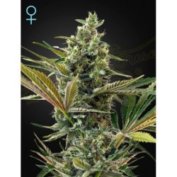 Super Lemon Haze Auto CBD Green House Seeds
