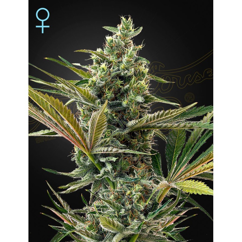 Super Lemon Haze Auto CBD Green House Seeds
