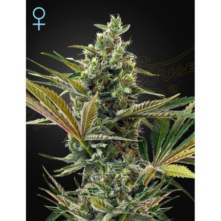 Super Lemon Haze Auto CBD Green House Seeds