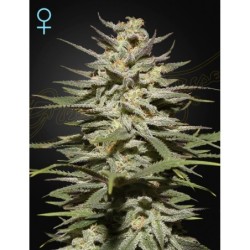 Super Lemon Haze CBD Green House Seeds