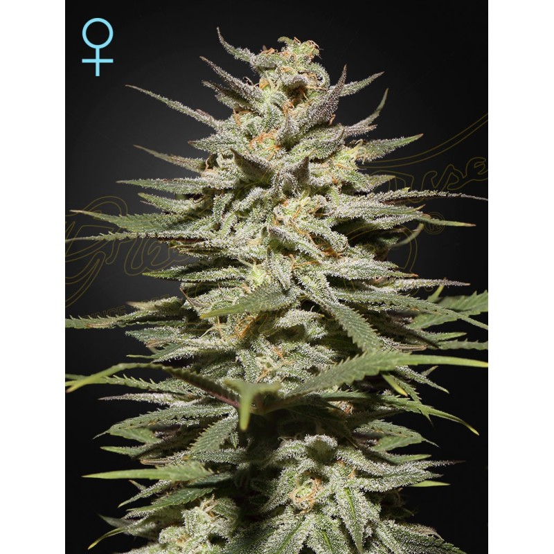 Super Lemon Haze CBD Green House Seeds