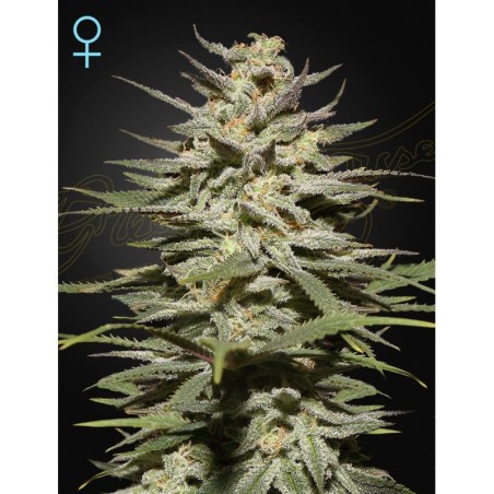 Super Lemon Haze CBD Green House Seeds