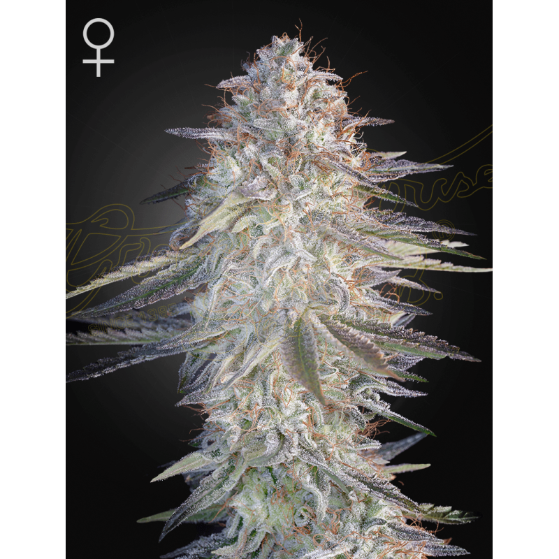 Super Lemon Haze x Pink Candy Green House Seeds