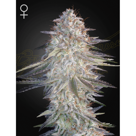 Super Lemon Haze x Pink Candy Green House Seeds