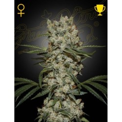 Super Silver Haze Green House Seeds