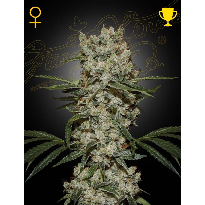 Super Silver Haze Green House Seeds