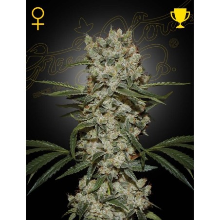 Super Silver Haze Green House Seeds