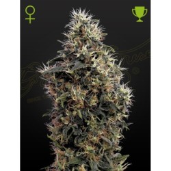 Sweet Mango Auto Green House Seeds
