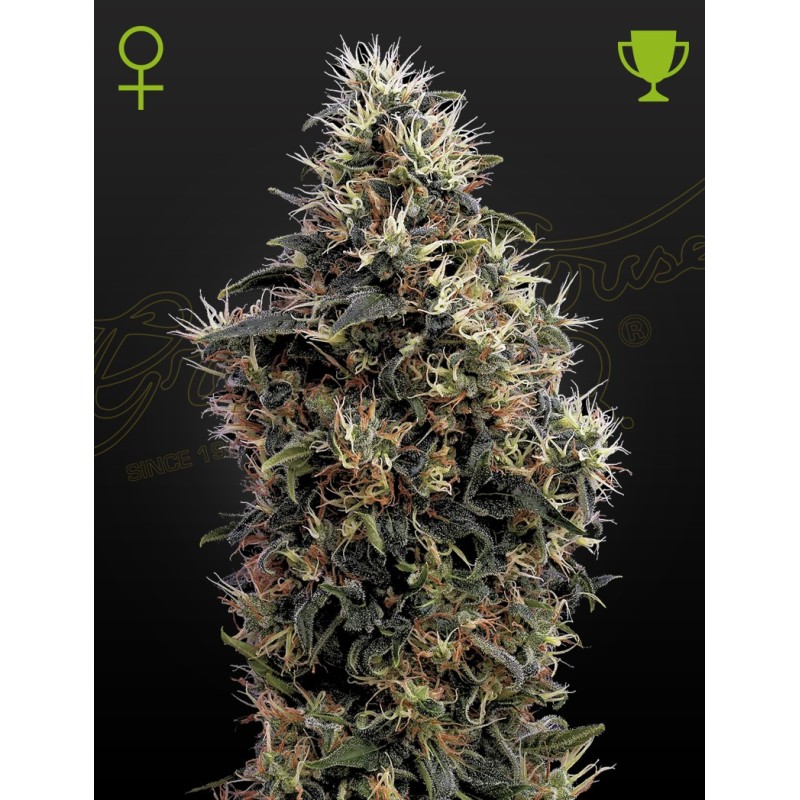 Sweet Mango Auto Green House Seeds