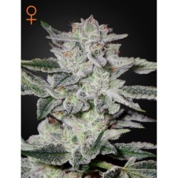 Sweet Valley Kush Green House Seeds