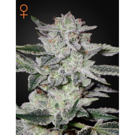 Sweet Valley Kush Green House Seeds