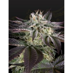 Sweet Valley Kush x Amnesia x Dosidos Green House Seeds