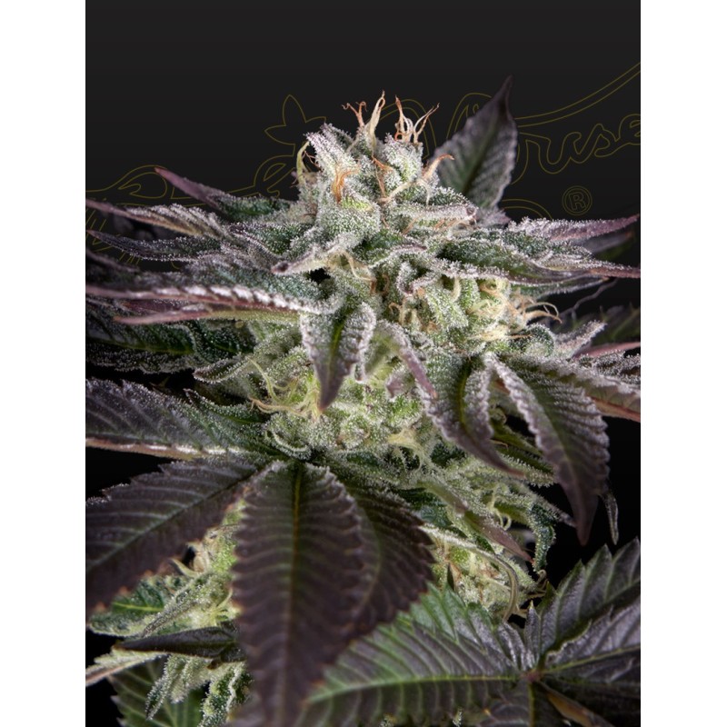 Sweet Valley Kush x Amnesia x Dosidos Green House Seeds