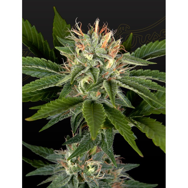 Sweet Valley Kush x California Black Rozé Green House Seeds