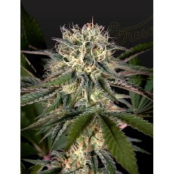 Sweet Valley Kush x Swaziland (pure landrace) Green House Seeds