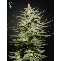 The Church CBD Green House Seeds
