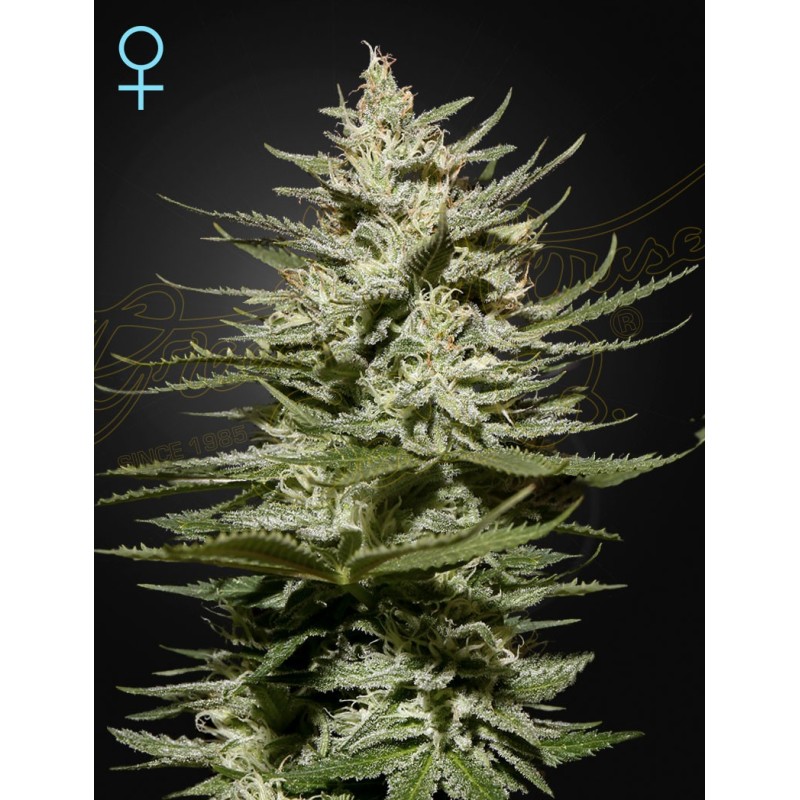 The Church CBD Green House Seeds