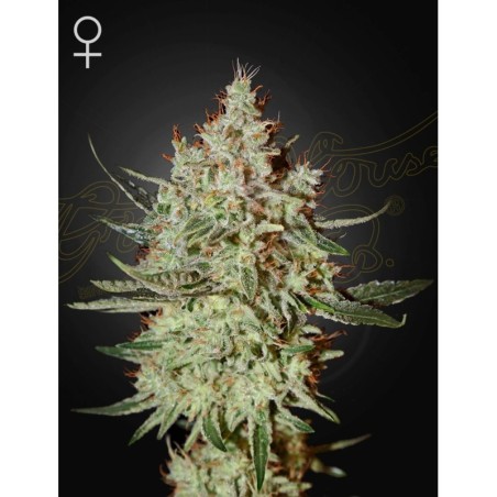 Train Wreck Green House Seeds