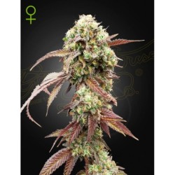 West Coast OG x Gelato Auto 41 Green House Seeds