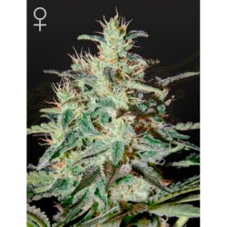 White Lemon Green House Seeds