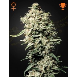 White Rhino Green House Seeds