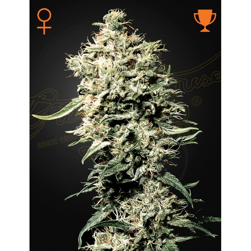 White Rhino Green House Seeds