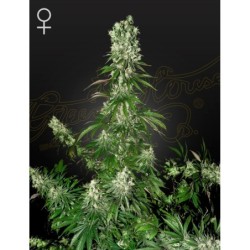 White Strawberry Skunk Green House Seeds