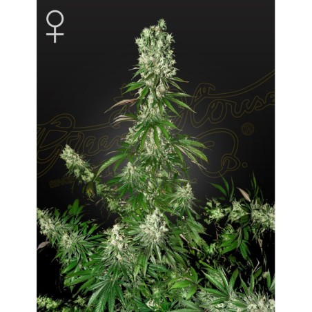 White Strawberry Skunk Green House Seeds