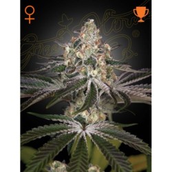 White Widow Green House Seeds