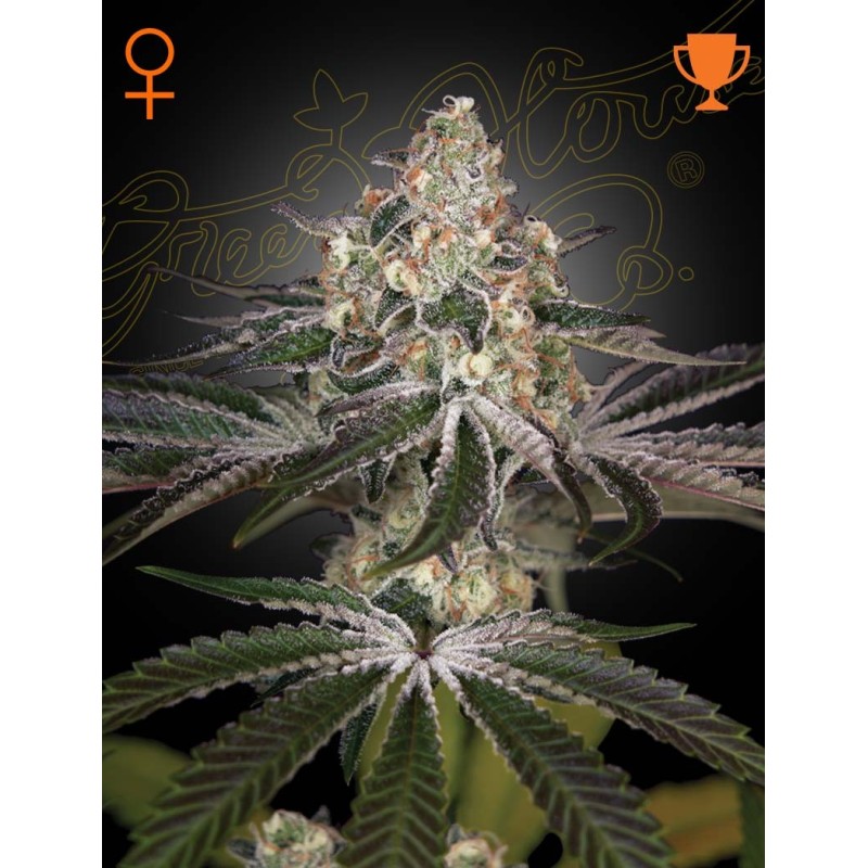 White Widow Green House Seeds
