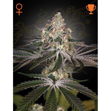 White Widow Green House Seeds