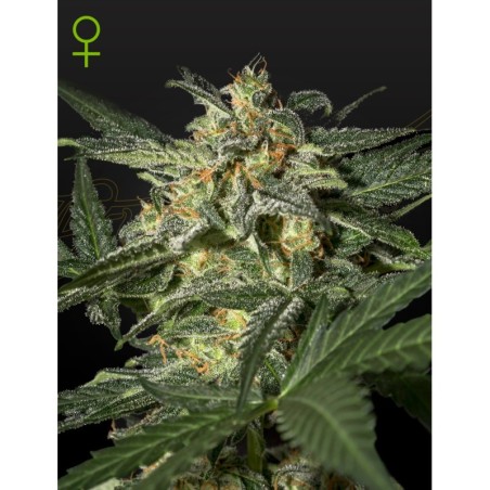 White Widow Auto Green House Seeds