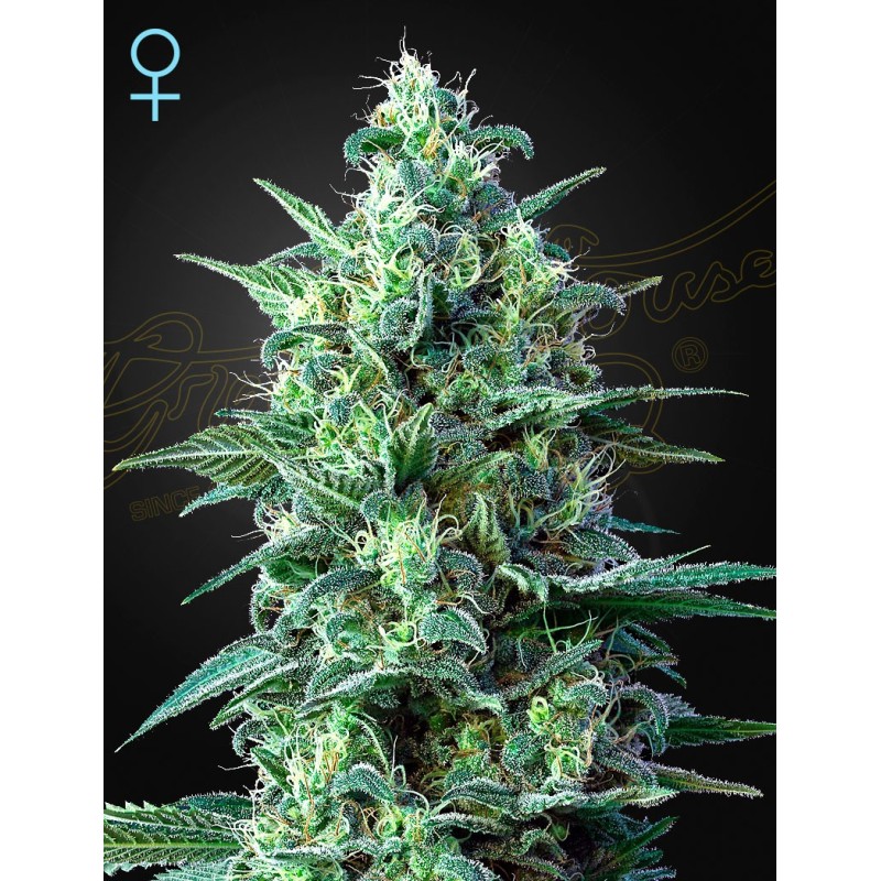 White Widow Auto CBD Green House Seeds