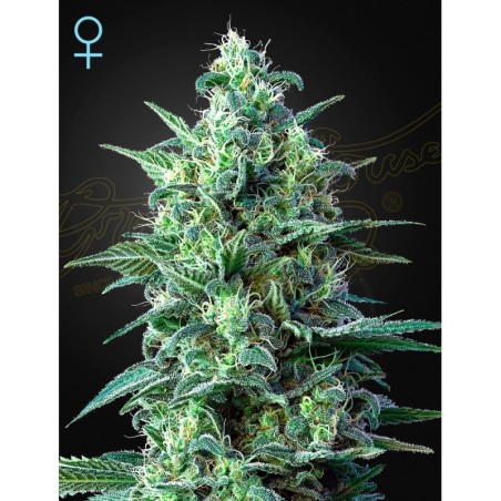 White Widow Auto CBD Green House Seeds