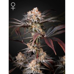 Wonder Pie Green House Seeds