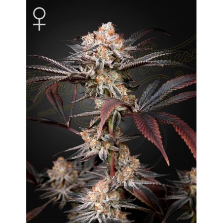 Wonder Pie Green House Seeds