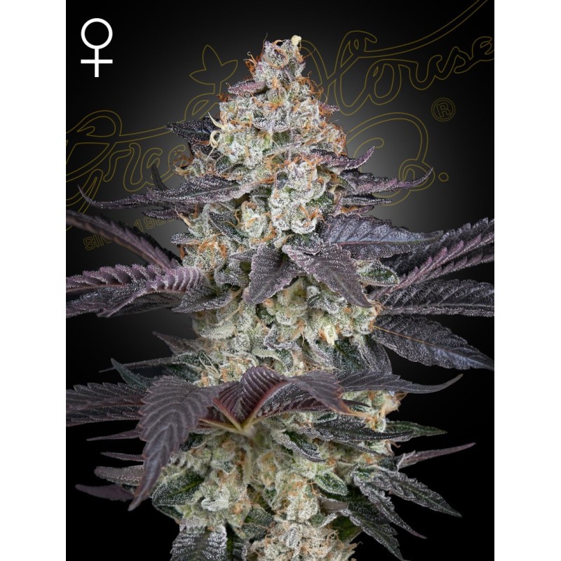 Ztrawberry Green House Seeds
