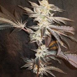 33rd Degree semi femminizzati In House Genetics
