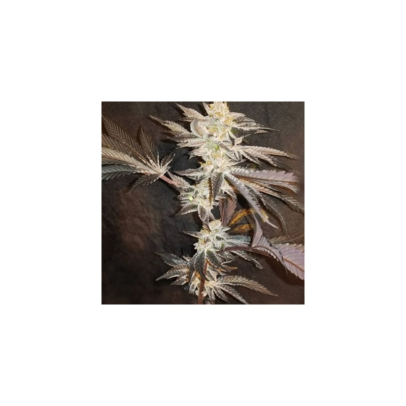 33rd Degree semi femminizzati In House Genetics