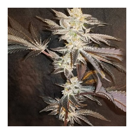 33rd Degree semi femminizzati In House Genetics
