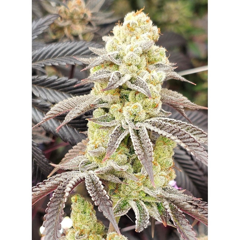 Aurelium semi femminizzati In House Genetics