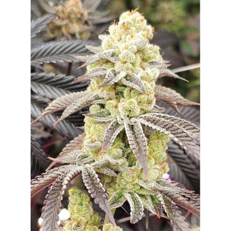Aurelium semi femminizzati In House Genetics