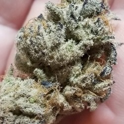 Banana Cake semi femminizzati In House Genetics
