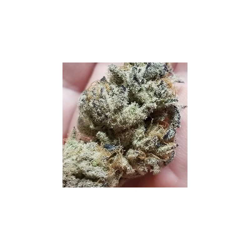 Banana Cake semi femminizzati In House Genetics