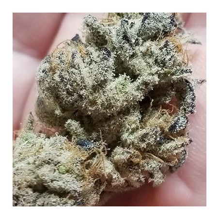 Banana Cake semi femminizzati In House Genetics