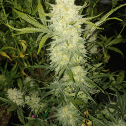 Bananacane semi femminizzati In House Genetics